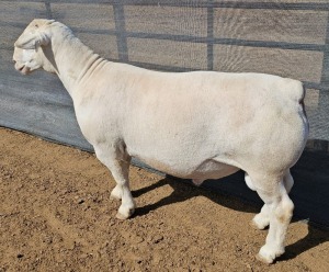 LOT 56 1X WHITE DORPER T5 RAM ASHLEY PHILLIPS WHITE DORPERS