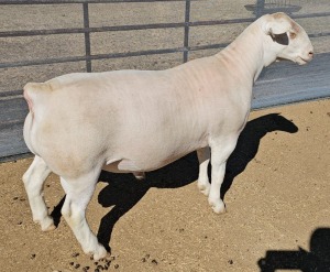 LOT 57 1X WHITE DORPER STUD RAM ASHLEY PHILLIPS WHITE DORPERS