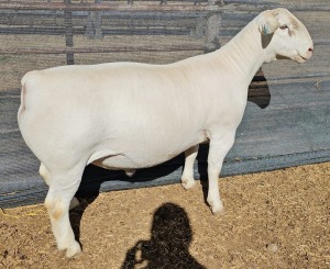 LOT 58 1X WHITE DORPER FLOCK RAM ASHLEY PHILLIPS WHITE DORPERS