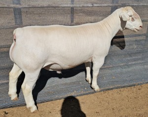 LOT 59 1X WHITE DORPER T5 RAM ASHLEY PHILLIPS WHITE DORPERS