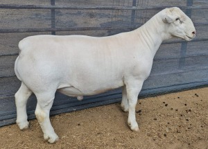 LOT 60 1X WHITE T5 DORPER RAM ASHLEY PHILLIPS WHITE DORPERS