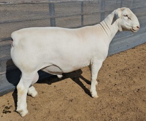 LOT 154 1X WHITE DORPER FLOCK RAM ASHLEY PHILLIPS WHITE DORPERS