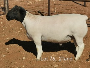 LOT 76 1X DORPER T5 RAM DIRK STEENKAMP DORPERS