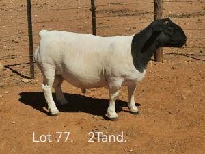 LOT 77 1X DORPER FLOCK RAM DIRK STEENKAMP DORPERS