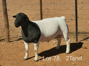 LOT 78 1X DORPER T5 RAM DIRK STEENKAMP DORPERS