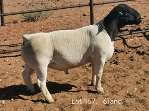 WITHDRAWN - LOT 157 1X DORPER RAM DIRK STEENKAMP DORPERS