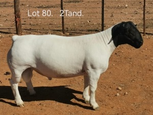 WITHDRAWN - LOT 80 1X DORPER RAM DIRK STEENKAMP DORPERS