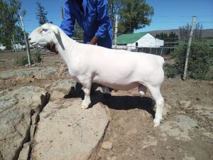 LOT 65 1X WHITE DORPER FLOCK RAM TROMP CILLIERS