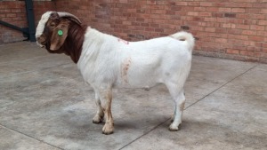 1x BOERBOK MALE FRANCOIS BOUWER