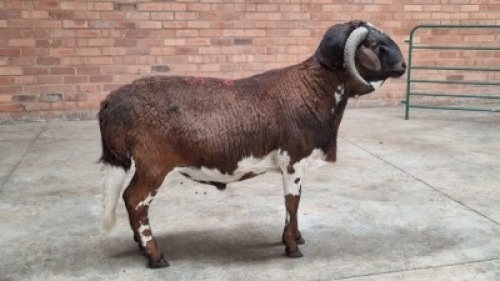 1x DAMARA MALE ROTSHIDZWA MPHAGE (Pay per animal}