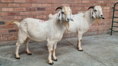 2x SAVANNA MALE ROTSHIDZWA MPHAGE (Pay per animal}