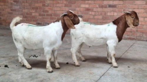 2x BOERBOK MALE LOVERS (Pay per animal}