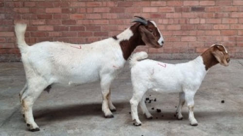 1+1x BOERBOK FEMALE JUNKER BOERDERY
