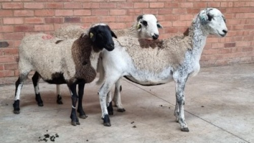 3x MEATMASTER FEMALE COIS DELPORT (Pay per animal}