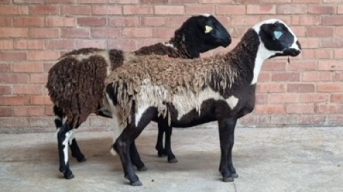 2x MEATMASTER FEMALE COIS DELPORT (Pay per animal}