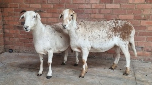 2x MEATMASTER FEMALE COIS DELPORT (Pay per animal}