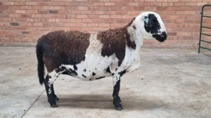 1x MEATMASTER FEMALE COIS DELPORT (Pay per animal}