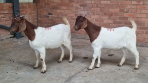 2x BOERBOK FEMALE NABBA BOERDERY (Pay per animal}