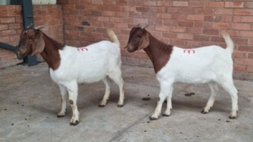 2x BOERBOK FEMALE NABBA BOERDERY (Pay per animal}