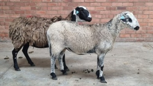 2x MEATMASTER FEMALE COIS DELPORT