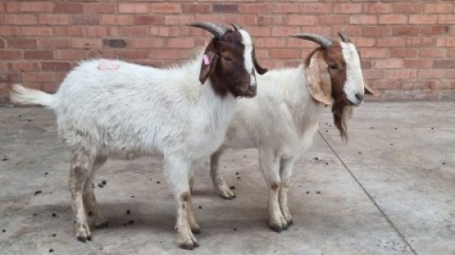 2x BOERBOK MALE NABBA BOERDERY (Pay per animal}