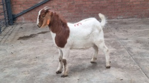 1x BOERBOK HAMMEL NABBA BOERDERY (Pay per animal}