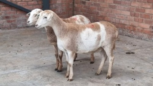 2x MEATMASTER FEMALE NABBA BOERDERY (Pay per animal}