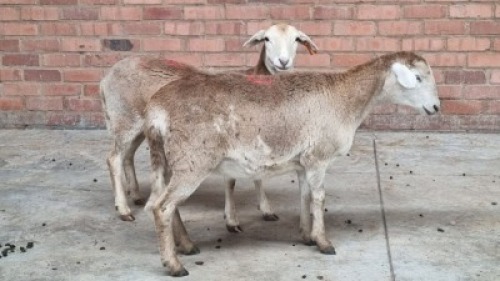 2x MEATMASTER FEMALE NABBA BOERDERY (Pay per animal}