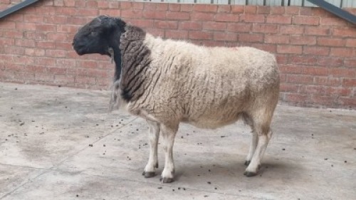 1x DORPER MALE STEVEN