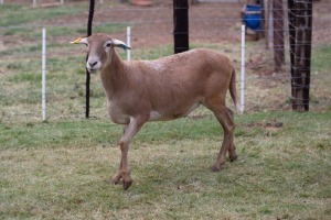 1X OOI/EWE B3 Genetics - Charles Freeme - 074 207 0007