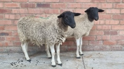 2x DORPER FEMALE STEVEN (Pay per animal}