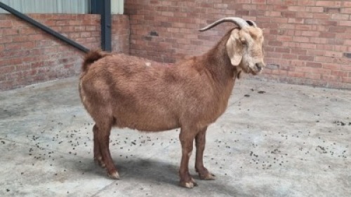1x CAPE LOB EAR FEMALE WILLEM VAN HEERDEN