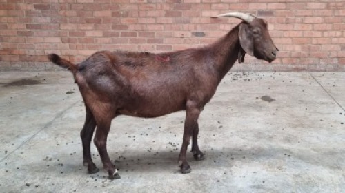 1x CAPE LOB EAR FEMALE WILLEM VAN HEERDEN
