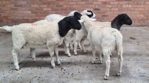 5x DORPER TIPE MALE STEVEN (Pay per animal}