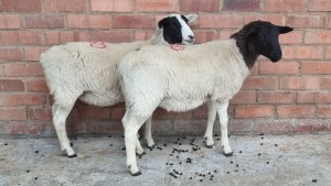 2x DORPER TIPE FEMALE STEVEN (Pay per animal}