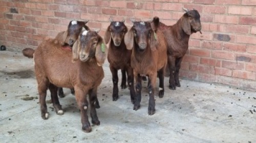 5x CAPE LOB EAR MALE WILLEM VAN HEERDEN (Pay per animal}