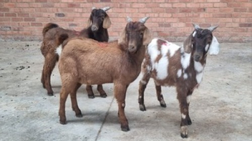 3x CAPE LOB EAR MALE IZAK VAN DER MERWE (Pay per animal}