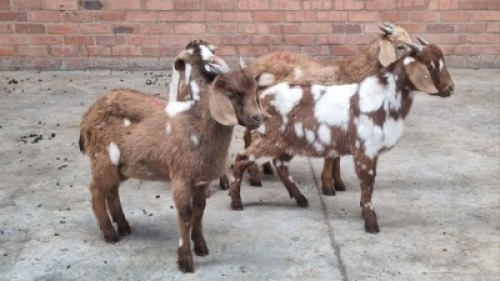 4x CAPE LOB EAR MALE IZAK VAN DER MERWE (Pay per animal}