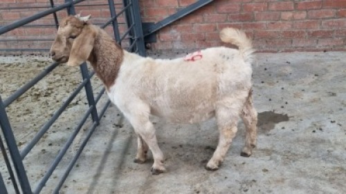 1x BOERBOK MALE VAUGHN OLCKERS