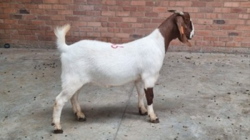 1x BOERBOK FEMALE VAUGHN OLCKERS