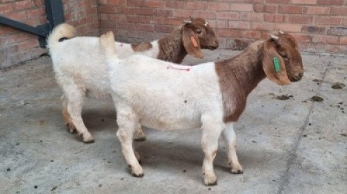 2x BOERBOK FEMALE VAUGHN OLCKERS (Pay per animal}