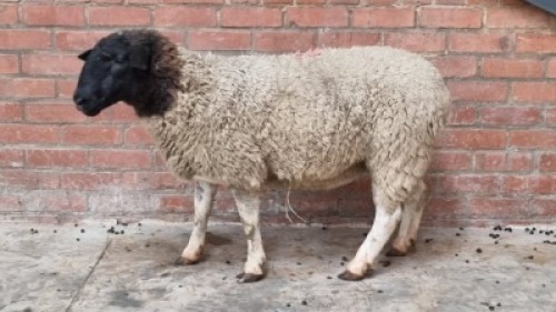 1x DORPER FEMALE C&J LEWENDE HAWE