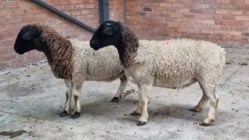 2x DORPER FEMALE C&J LEWENDE HAWE (Pay per animal}