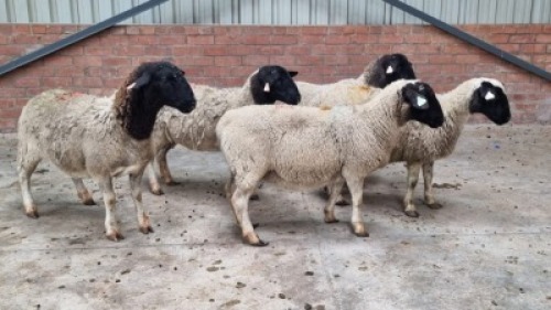 5x DORPER FEMALE C&J LEWENDE HAWE (Pay per animal}