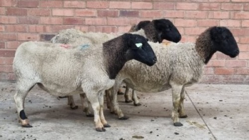 4x DORPER FEMALE C&J LEWENDE HAWE (Pay per animal}