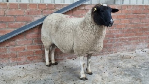 1x DORPER FEMALE C&J LEWENDE HAWE