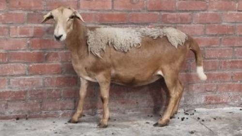 1x MEATMASTER FEMALE C&J LEWENDE HAWE