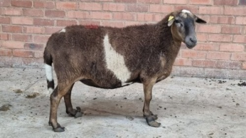 1x MEATMASTER TIPE FEMALE C&J LEWENDE HAWE