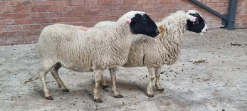 2x DORPER TIPE FEMALE C&J LEWENDE HAWE (Pay per animal}