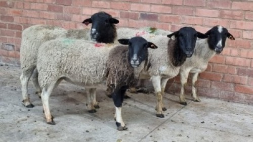 4x DORPER FEMALE C&J LEWENDE HAWE (Pay per animal}